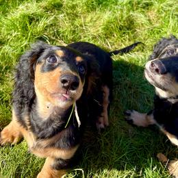 Peso - Piebald male Dachshund puppy in Spokane, Washington from Beautiful Beans