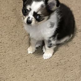 Chihuahua Puppies from Trenda's Chihuahuas