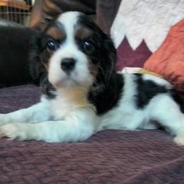 Princess Leia - Tri-color female Cavalier King Charles Spaniel puppy in Franklin, North Carolina from Cavaliers of the County Macon