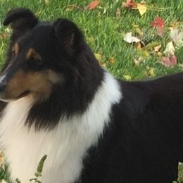 Shetland Sheepdogs from Xanadu Shelties