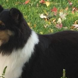 Shetland Sheepdogs from Xanadu Shelties