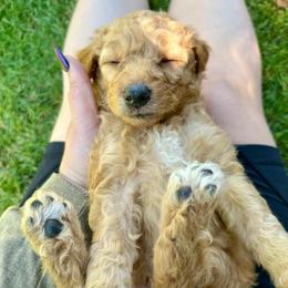 Eric - Red male Aussiedoodle puppy in Upper Lake, California from Redwood Aussiedoodles