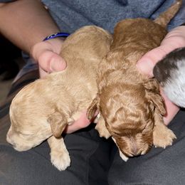 Poodle Puppies from Chamberland Poodles