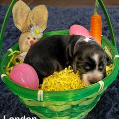 English Cocker Spaniel Puppies from MD Dogs Inc