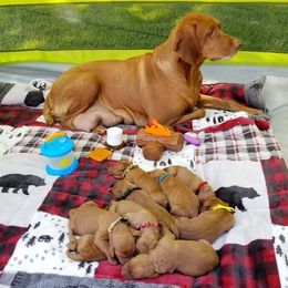 Vizsla Puppies from Krichen Vizslas