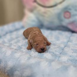 Xavier (AKC) - Apricot male Poodle puppy in Rainbow City, Alabama from Spinks Poodles