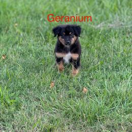Miniature Australian Shepherd Puppies from Dutton's Show Me Farms