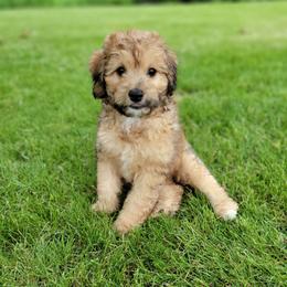 Aussiedoodle and Bernedoodle Puppies from Jupiter Doodles