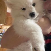 Elvis - White male American Eskimo Dog puppy in Farmington, Minnesota from Fissan American Eskimos