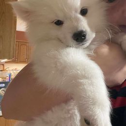 Elvis - White male American Eskimo Dog puppy in Farmington, Minnesota from Fissan American Eskimos