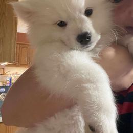 Elvis - White male American Eskimo Dog puppy in Farmington, Minnesota from Fissan American Eskimos