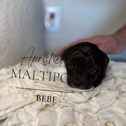 BEBE, formally Estonia - Black & white female Maltipoo puppy in Weatherford, Texas from Aprishew Maltipoo