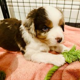 Copper - Red merle male Miniature Australian Shepherd puppy in Hagerstown, Maryland from Renegade Kennels