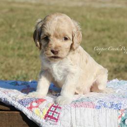 Helen - female Cockapoo puppy in Lowry City, Missouri from Cooper Creek Puppies
