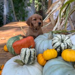 Taylor - Dark golden female Golden Retriever puppy in Bountiful, Utah from Everest's Golden Legacy
