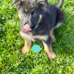 Fara - Black and red female German Shepherd puppy in Medical Lake, Washington from Nine Realms German Shepherds