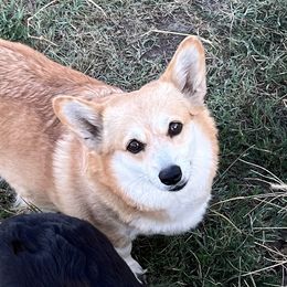 DARCI - Pembroke Welsh Corgi