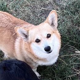 DARCI - Pembroke Welsh Corgi