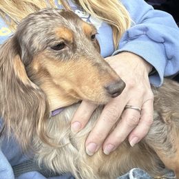 Dachshund puppies from JAM Doxies