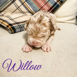 Willow - Merle female Saint Berdoodle puppy in Garland, Texas from Brewer's Doodles and French Bulldogs