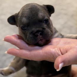Minnie - Blue female French Bulldog puppy in Chesnee, South Carolina from Michael Shepherd