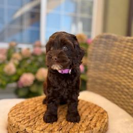Mozarella - Chocolate female Australian Labradoodle puppy in Morgan Hill, California from Loving Labradoodles