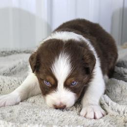 Quest - Red tri-color male Australian Shepherd puppy in Falcon, Missouri from www.maubachranch.com