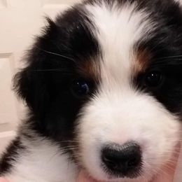 Aussiedoodles, Australian Shepherds, and Poodles from Kay Kay's Pupper Patch