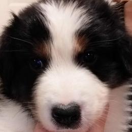 Aussiedoodles, Australian Shepherds, and Poodles from Kay Kay's Pupper Patch