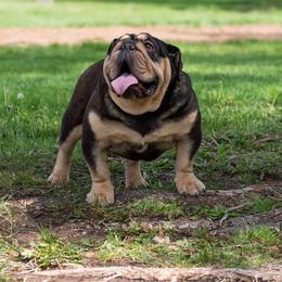 Bear - Black tri-color male Bulldog puppy in Amarillo, Texas from Bomb City Bulldogs
