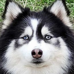 Bruno - Pomsky