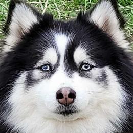 Bruno - Pomsky