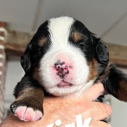 Kirk - Bernese Mountain Dog puppy from Birdsong Bernese Mountain Dogs