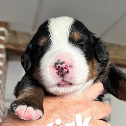 Kirk - Bernese Mountain Dog puppy from Birdsong Bernese Mountain Dogs