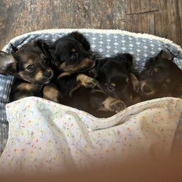 Dachshund puppies from Blue Star Dachshunds