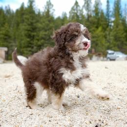 Kodiak - Brown and white male Aussiedoodle puppy in Hamilton, Montana from North Lake Aussies