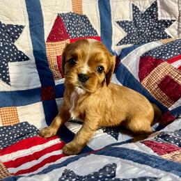 Drum - Red male Cavapoo puppy in Springfield, Missouri from Ozark Mountain Cavaliers