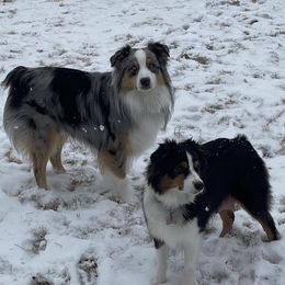 Australian Shepherds from Aussies Lunay