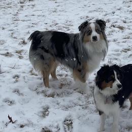 Australian Shepherds from Aussies Lunay