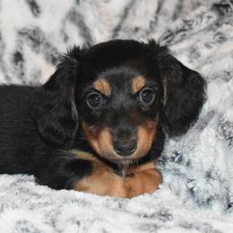 Dachshund puppies from Sparkles & Spurs Mini Dachshunds