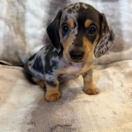 Speck - Chocolate and cream male Dachshund puppy in Fort Gibson, Oklahoma from Cooper’s Dachshunds