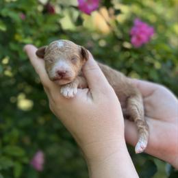 Boy 1 - Red  male Poodle puppy in Wharton, Texas from In the Red Poodles