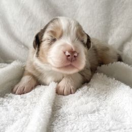 Australian Shepherd Puppies from Burdock Hill Australian Shepherds