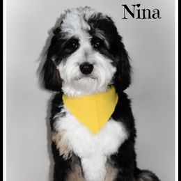 Nina - Bernedoodle