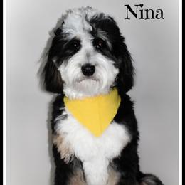 Nina - Bernedoodle