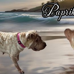 Paprika - Chinese Shar-Pei