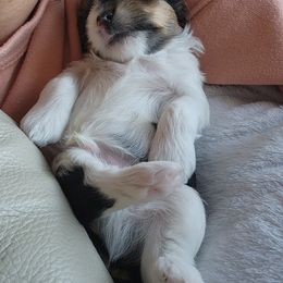 Biewer Terrier and Yorkshire Terrier Puppies from 1.StarDreamPups