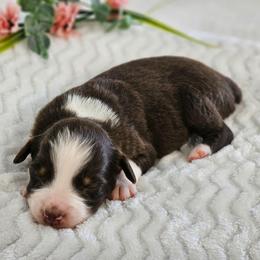 Reverie - Red tri-color female Australian Shepherd puppy in Mountain Grove, Missouri from K Bar H Farms
