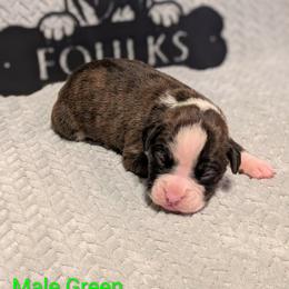 Green collar - Brindle male Boxer puppy in Mount Zion, Illinois from Foulk's Boxer Puppies