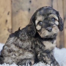 Cavapoos from Squaw Peak Puppies